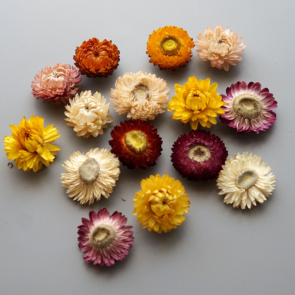 Natural Dried Colorful Chrysan - đánh giá và giá Baby Products Expo