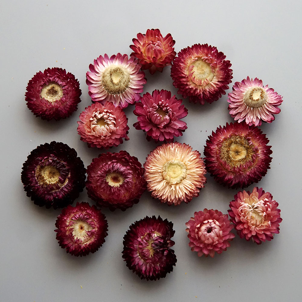 Natural Dried Colorful Chrysan - đánh giá và giá Baby Products Expo