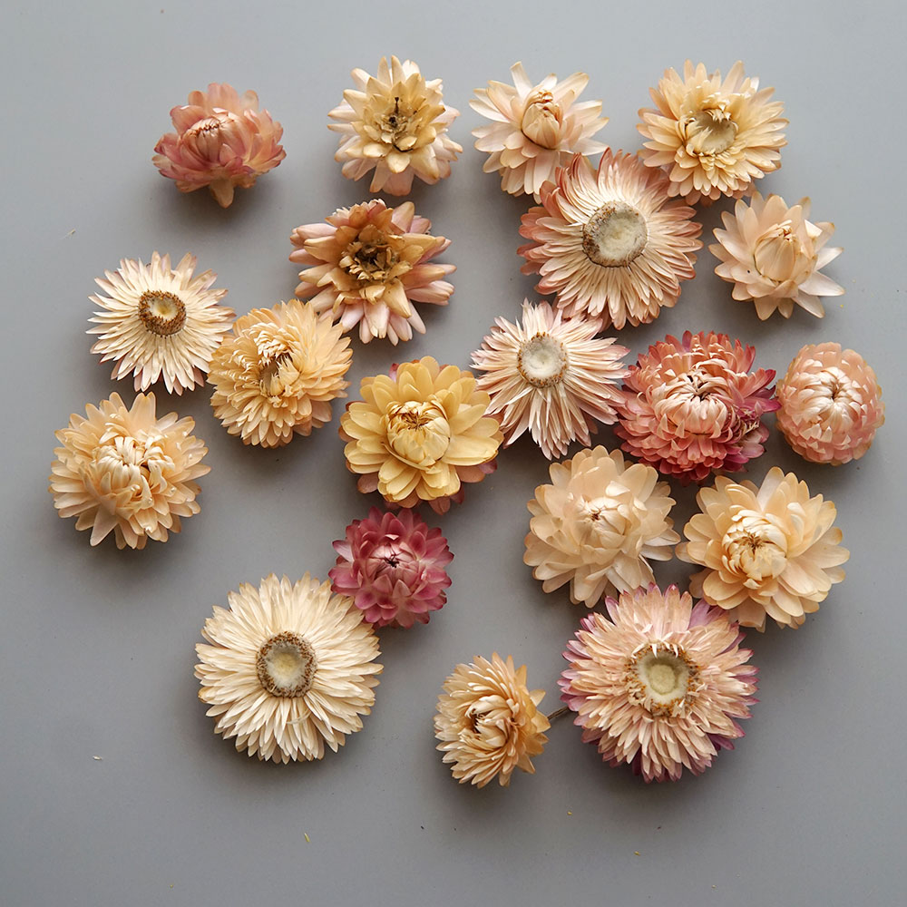 Natural Dried Colorful Chrysan - đánh giá và giá Baby Products Expo